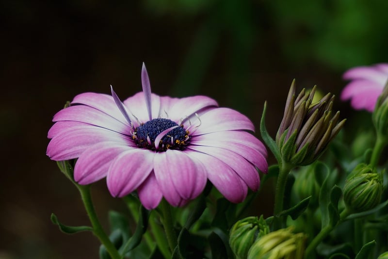 Botanical Garden